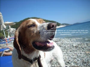 Our dog Punchie on the beach at Skopelos