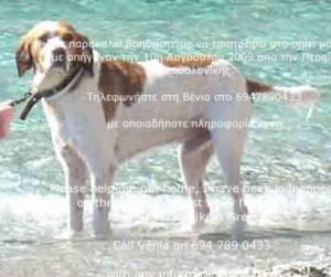 Punchie our dog cooling down in the sea. Again in Skopelos
