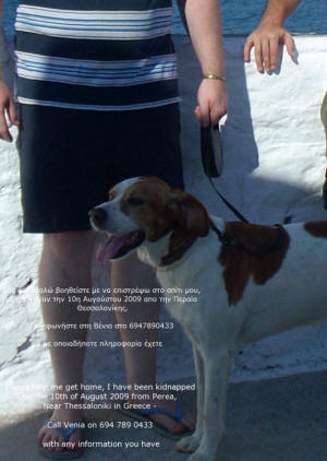 Another photo of Punchie in Skopelos. He's very happy becuase we are out on a walk